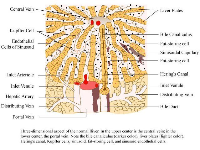 steroid liver toxicity diagram